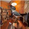 Image 3 : Belted Kingfisher Taxidermy Mount on Wood Base