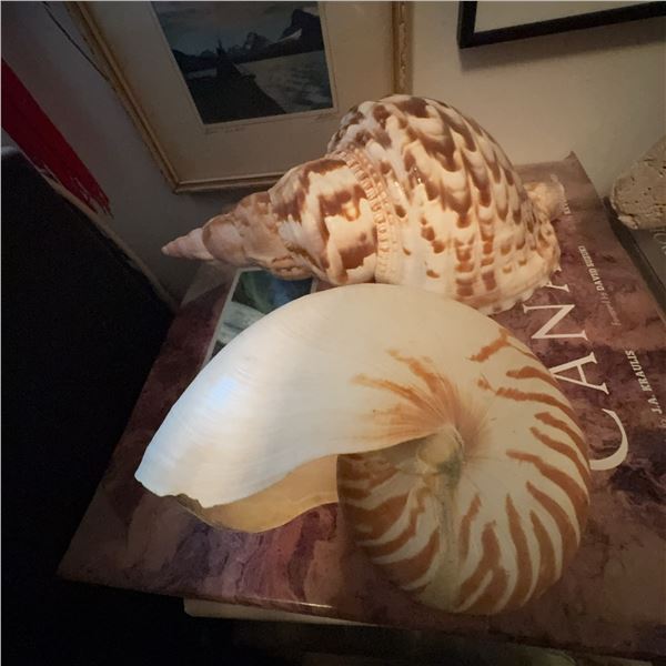 Large Decorative Seashells: Nautilus and Charonia