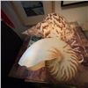 Image 1 : Large Decorative Seashells: Nautilus and Charonia
