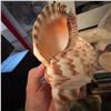Image 4 : Large Decorative Seashells: Nautilus and Charonia