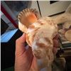 Image 5 : Large Decorative Seashells: Nautilus and Charonia