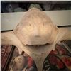 Image 2 : Folk Art Whale Vertebra Carving with Human Face