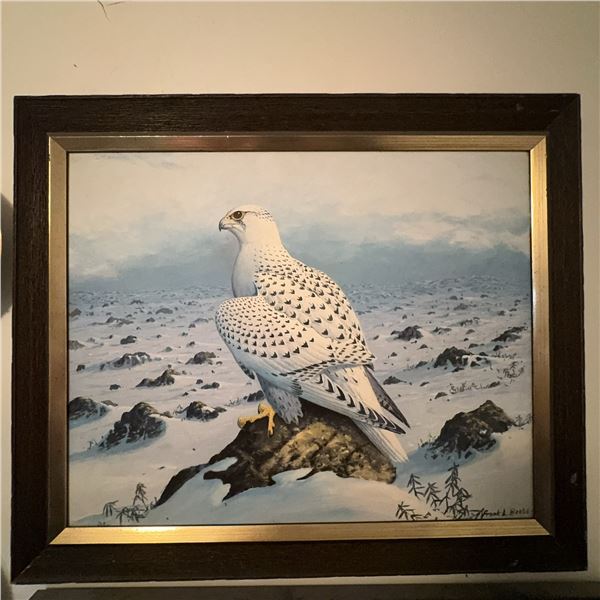 Frank L. Beebe White Gyrfalcon Framed Print
