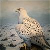 Image 4 : Frank L. Beebe White Gyrfalcon Framed Print