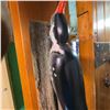 Image 3 : Hand-Carved Painted Woodpecker Wall Mount Folk Art