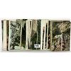 Image 4 : Mt. Lowe, California Trolley Postcards Approx. 45
