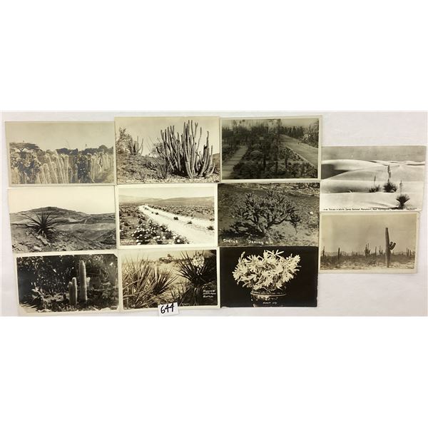 Real Photo Cactus Postcards 25