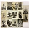 Image 2 : Real Photo Cactus Postcards 25