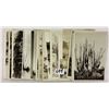 Image 3 : Real Photo Cactus Postcards 25