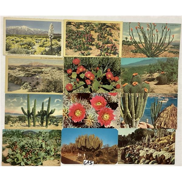 Cactus Postcards Approx. 200