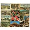 Image 1 : Cactus Postcards Approx. 200