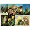 Image 3 : Cactus Postcards Approx. 200