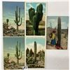 Image 4 : Cactus Postcards Approx. 200