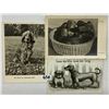 Image 4 : Animals - Dogs 45+