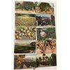Image 3 : Citrus & Related Postcards Approx. 110