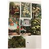 Image 4 : Citrus & Related Postcards Approx. 110