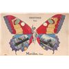 Image 1 : 2 Greetings from Meriden, Connecticut Butterfly Women Postcards