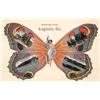 Image 1 : Greetings from Augusta, Georgia Butterfly Woman Postcard