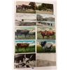 Image 2 : Animals - Cows & Related Postcards 90+
