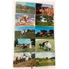 Image 2 : Animals - Horses Approx. 140 Postcards