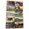 Image 2 : Animals - Horses 50+
