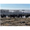 Image 1 : Riverview Farming Co. - 1025# March Delivery Steers - 60 Head (Saskatoon, SK)