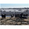 Image 2 : Riverview Farming Co. - 1025# March Delivery Steers - 60 Head (Saskatoon, SK)