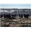Image 3 : Riverview Farming Co. - 1025# March Delivery Steers - 60 Head (Saskatoon, SK)