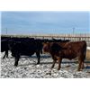 Image 4 : Riverview Farming Co. - 1025# March Delivery Steers - 60 Head (Saskatoon, SK)