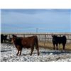 Image 5 : Riverview Farming Co. - 1025# March Delivery Steers - 60 Head (Saskatoon, SK)