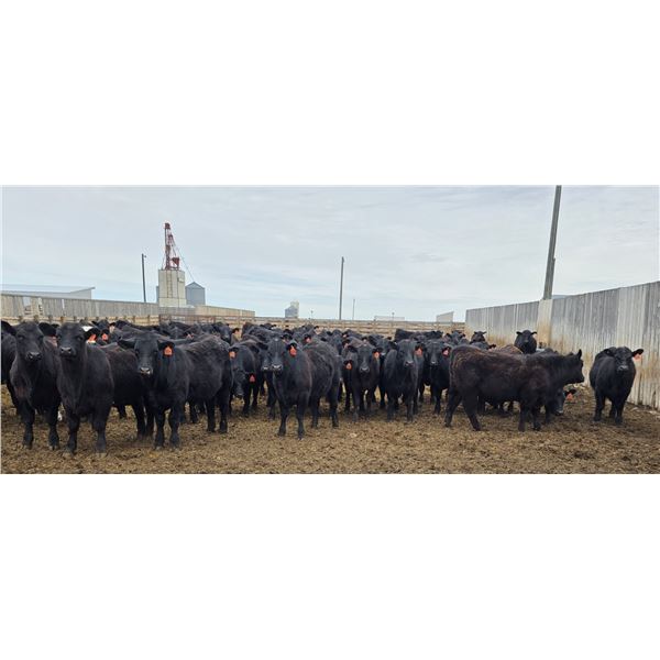 M.S. MacLean Livestock - 1020# March Delivery Steers - 80 Head (Coaldale, AB)