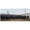Image 1 : M.S. MacLean Livestock - 1020# March Delivery Steers - 80 Head (Coaldale, AB)