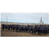 Image 2 : M.S. MacLean Livestock - 1020# March Delivery Steers - 80 Head (Coaldale, AB)
