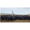 Image 3 : M.S. MacLean Livestock - 1020# March Delivery Steers - 80 Head (Coaldale, AB)