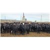 Image 4 : M.S. MacLean Livestock - 1020# March Delivery Steers - 80 Head (Coaldale, AB)