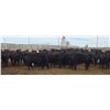 Image 5 : M.S. MacLean Livestock - 1020# March Delivery Steers - 80 Head (Coaldale, AB)