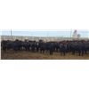 Image 6 : M.S. MacLean Livestock - 1020# March Delivery Steers - 80 Head (Coaldale, AB)