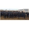Image 7 : M.S. MacLean Livestock - 1020# March Delivery Steers - 80 Head (Coaldale, AB)