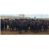 Image 8 : M.S. MacLean Livestock - 1020# March Delivery Steers - 80 Head (Coaldale, AB)