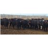 Image 9 : M.S. MacLean Livestock - 1020# March Delivery Steers - 80 Head (Coaldale, AB)