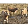 Image 10 : West Ridge Farms - 972# March Delivery Steers - 64 Head (Crossfield, AB)