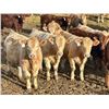 Image 1 : West Ridge Farms - 972# March Delivery Steers - 64 Head (Crossfield, AB)