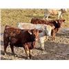 Image 2 : West Ridge Farms - 972# March Delivery Steers - 64 Head (Crossfield, AB)