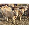 Image 3 : West Ridge Farms - 972# March Delivery Steers - 64 Head (Crossfield, AB)