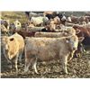 Image 4 : West Ridge Farms - 972# March Delivery Steers - 64 Head (Crossfield, AB)