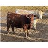 Image 6 : West Ridge Farms - 972# March Delivery Steers - 64 Head (Crossfield, AB)