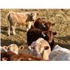 Image 7 : West Ridge Farms - 972# March Delivery Steers - 64 Head (Crossfield, AB)
