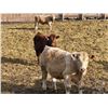 Image 8 : West Ridge Farms - 972# March Delivery Steers - 64 Head (Crossfield, AB)