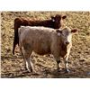 Image 9 : West Ridge Farms - 972# March Delivery Steers - 64 Head (Crossfield, AB)