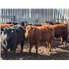 Image 1 : Pedersen Farms - 950# March Delivery Steers - 33 Head (Scandia, AB)